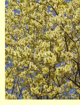Ива бредина, или козья ива (Salix Caprea L.) Ива бредина, или козья ива (Salix Caprea L.)
